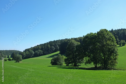 Beautiful trees in the field near the forest