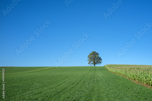 Beautiful lonely tree on the hill under a clear blue sky