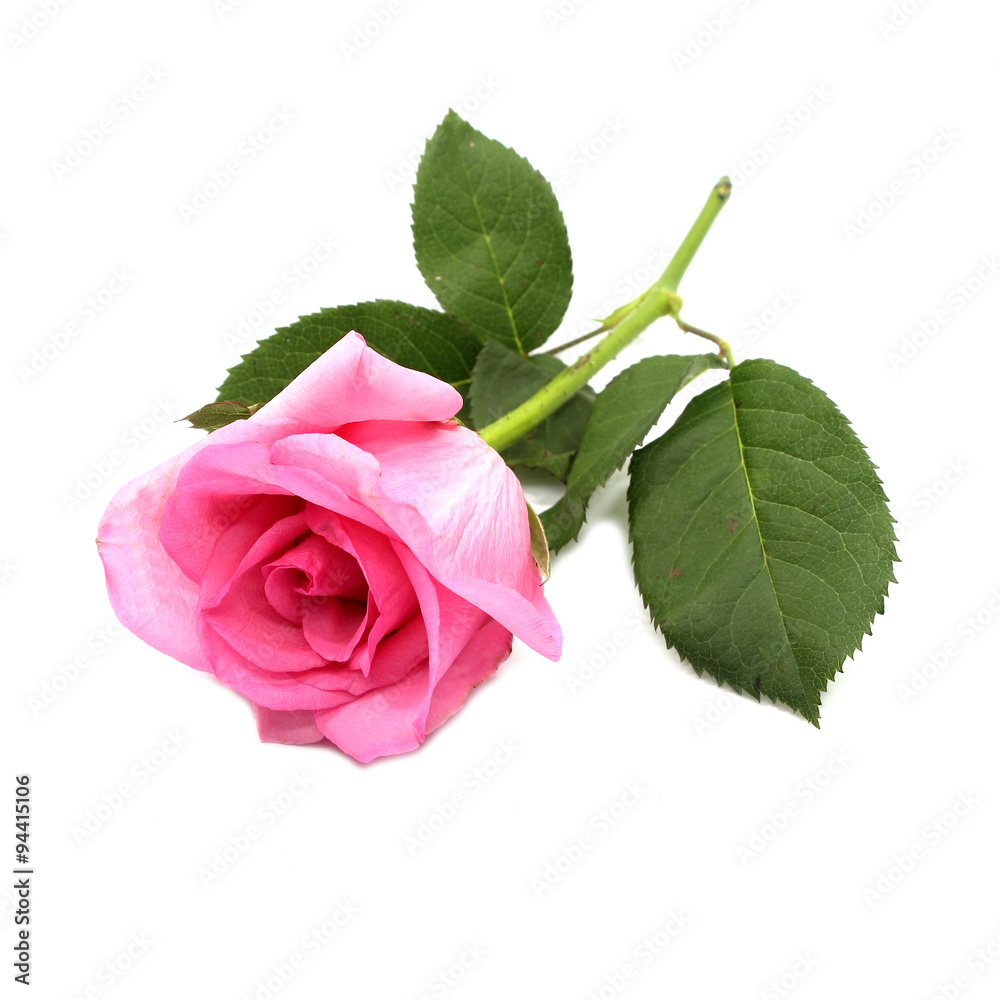 Fototapeta premium pink rose flowers isolated on white background