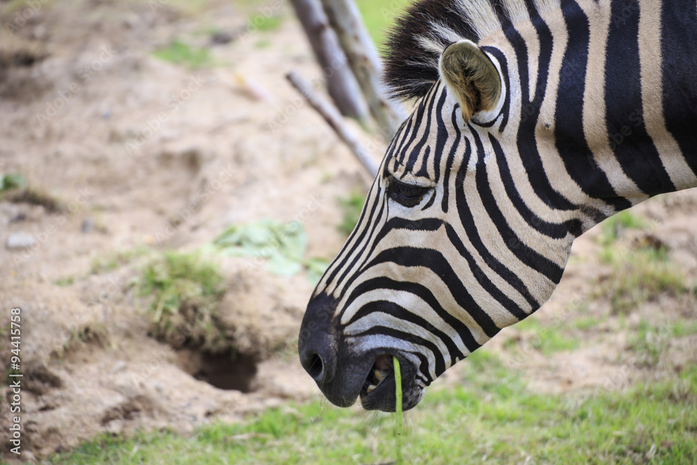 Head of zebra Head of zebra