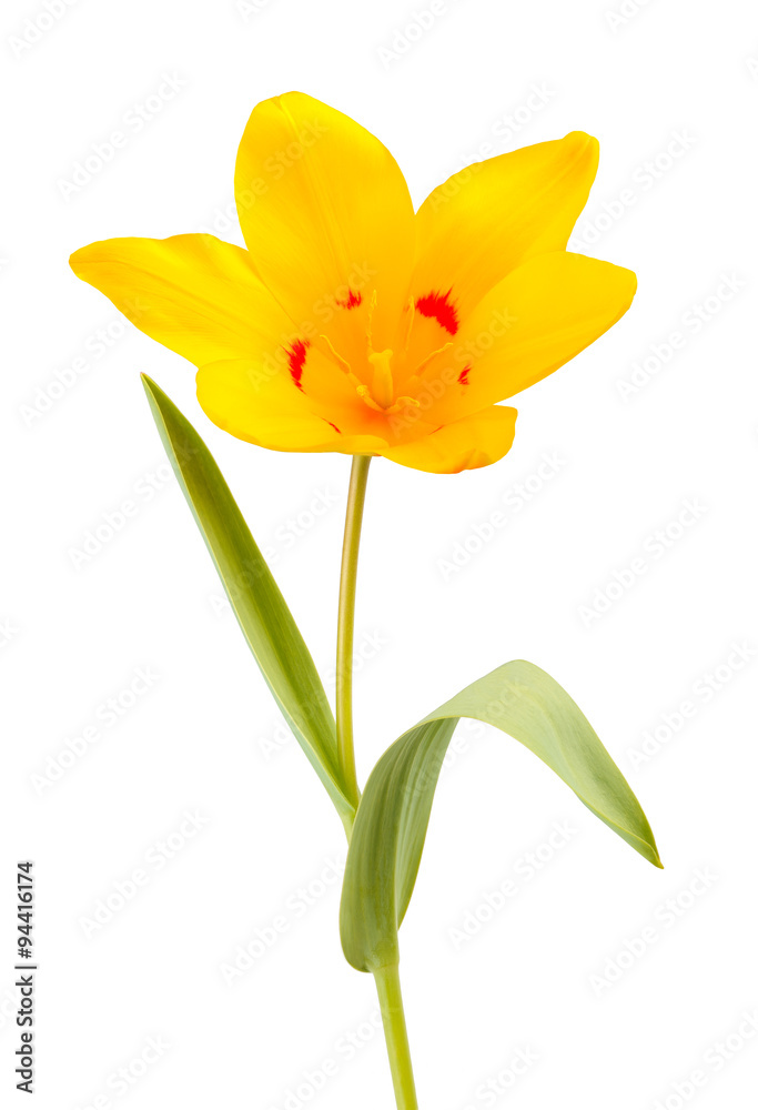 Yellow Tulip