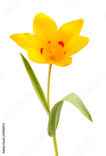Fototapeta Naklejka Na Ścianę i Meble -  Yellow Tulip