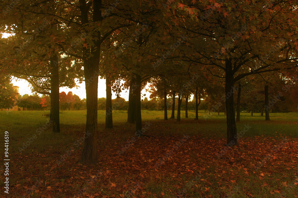 Naklejka premium Autumn park with trees