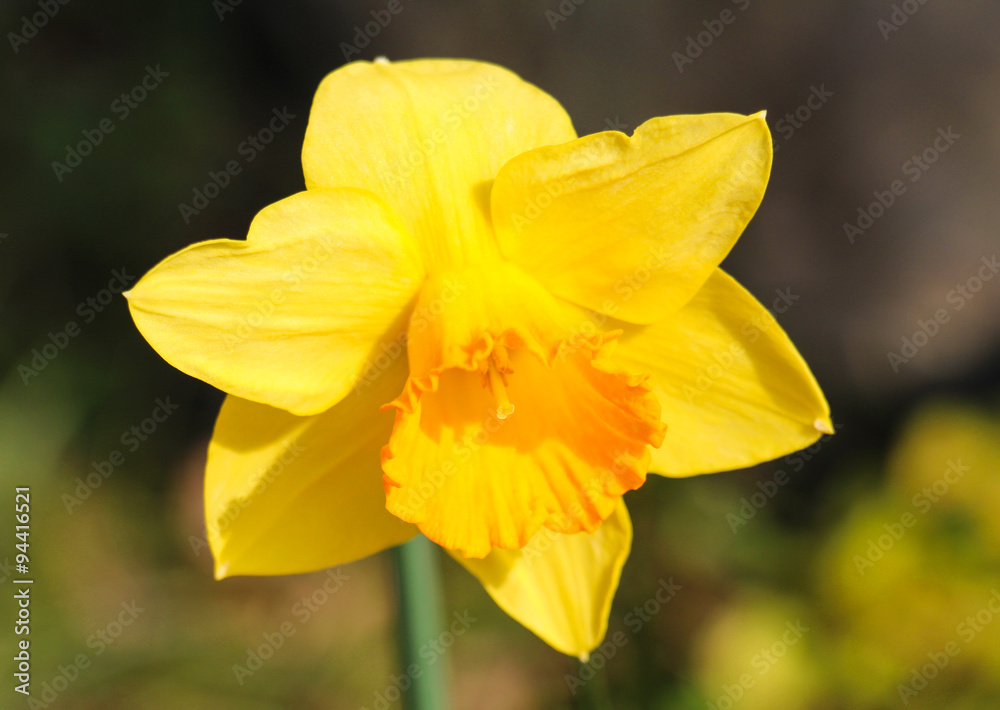 Yellow flowers are called Daffodil. Yellow flowers are called Daffodil.