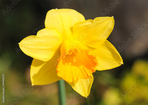 Yellow flowers are called Daffodil.