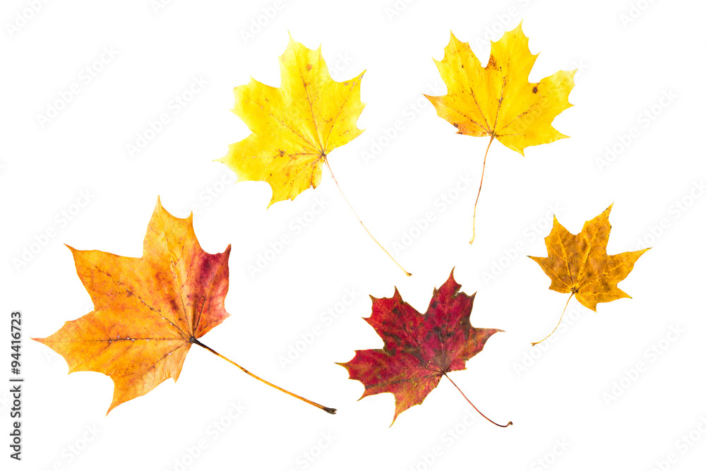 dry fallen maple leaf dry fallen maple leaf
