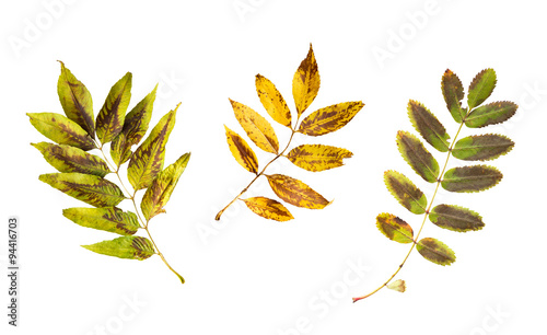 Wallpaper Mural set of dry fallen tree leaves Torontodigital.ca