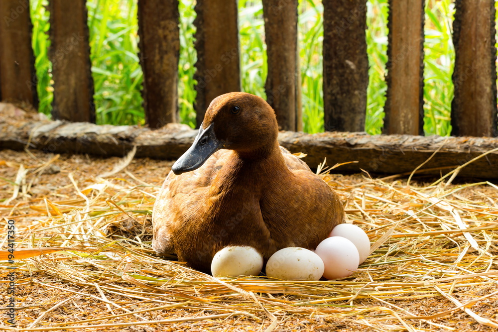 Fototapeta premium Duck incubator her eggs on the straw nest.