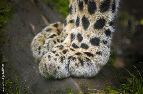 Leopard's paw