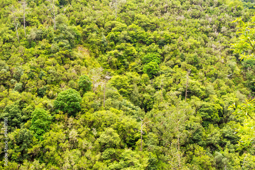treetops in tropical forest / jungle
