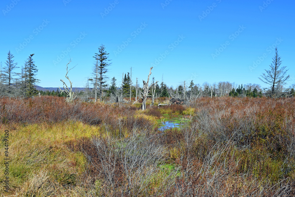 Canaan Valley Bogs