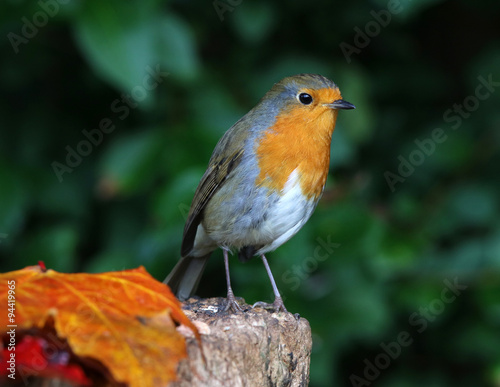 Photo Close up of a robin on a tree trunk in autumn