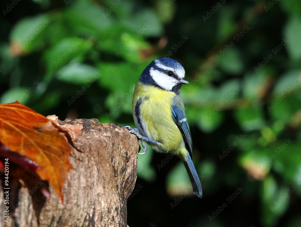 Naklejka premium Close up of a blue tit perched on a tree trunk
