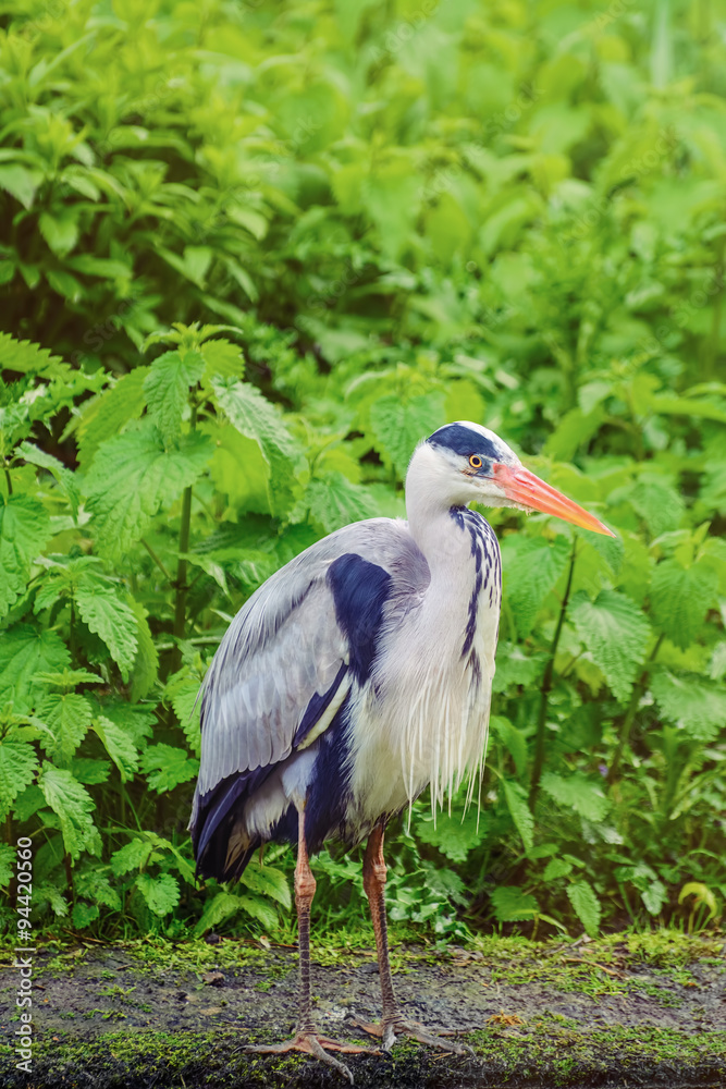 Fototapeta premium Heron