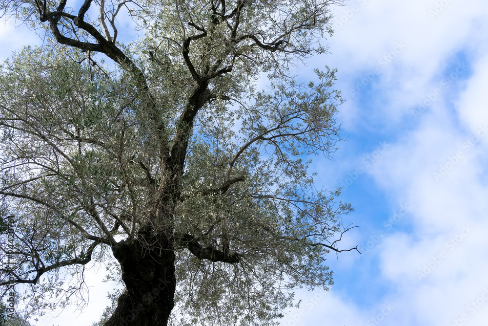 Fototapeta premium Pine tree in the rays of light in summer against the sky close-u