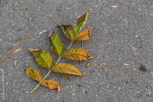 Fallen leaves on asphalt