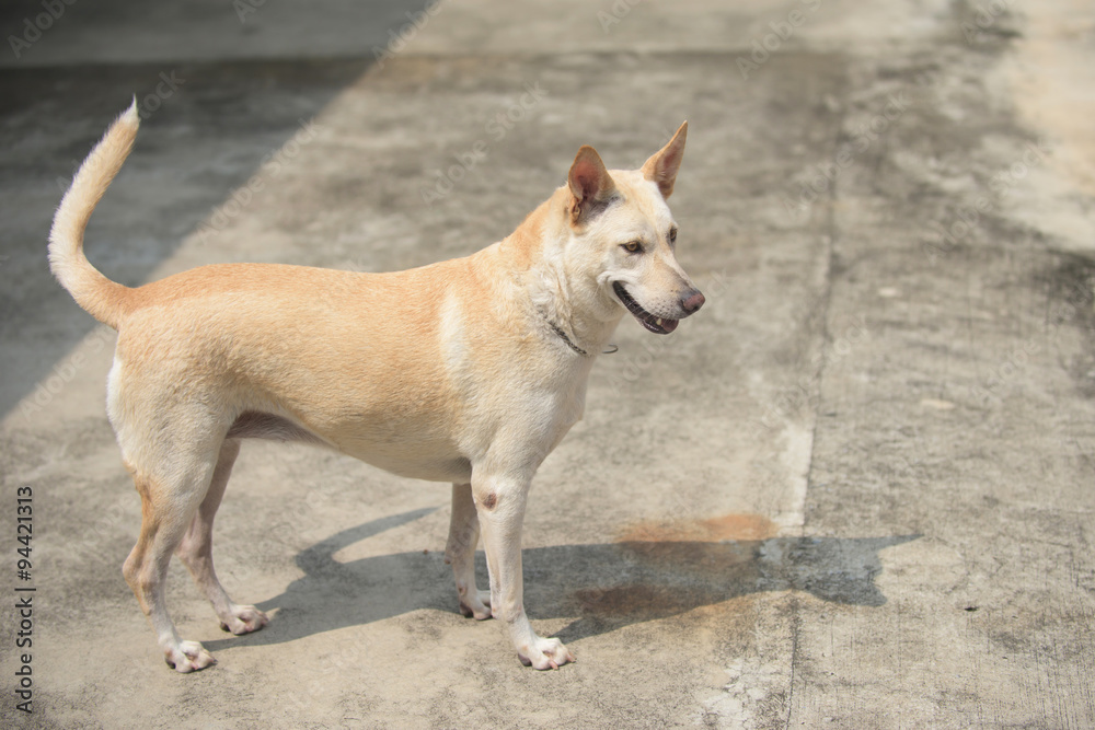 Creamy Thai dog standing