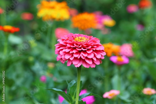 Multi-colored zinnia close up