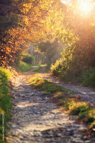 Beautiful forest road at autumn