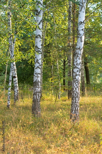 Fototapeta Naklejka Na Ścianę i Meble -  autumn birch grove