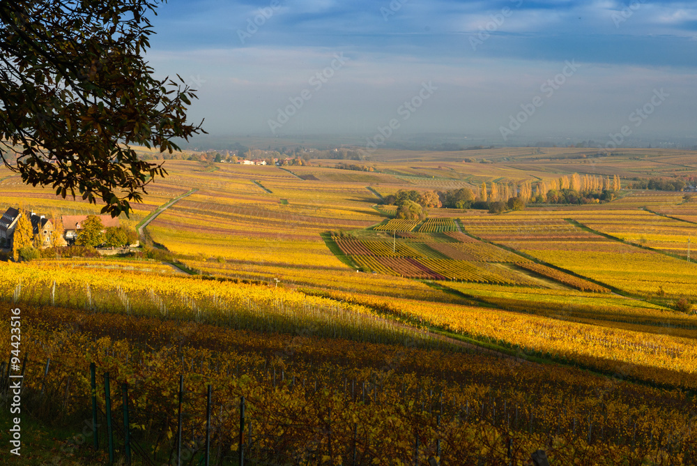 Fototapeta premium Romantyczne winnice