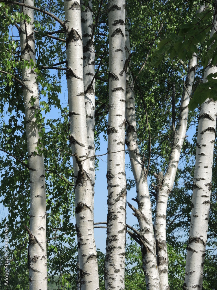Fototapeta premium Birch in summer day