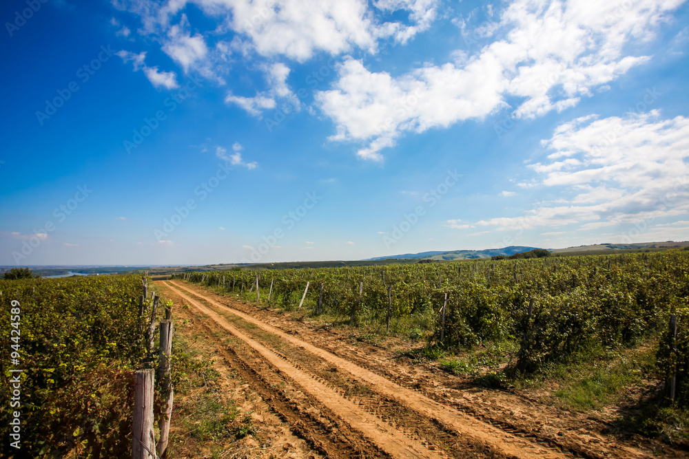 Vineyard Vineyard