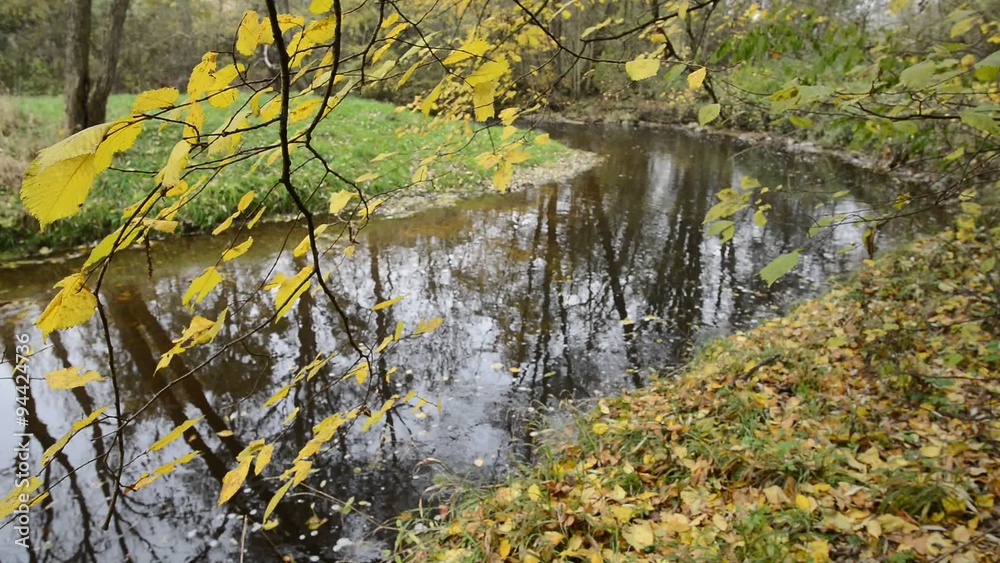 placid creek with image of trees, no sound placid creek with image of trees, no sound