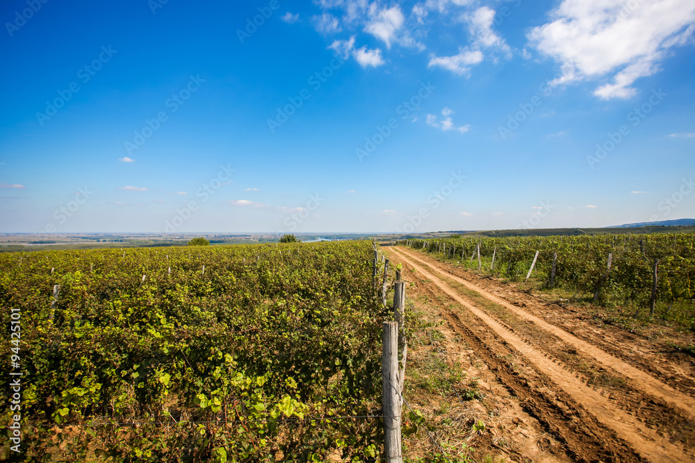 Obraz premium Vineyard