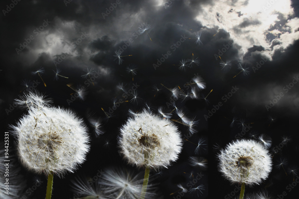 Obraz premium Dandelion seed heads blowing against summer storm clouds