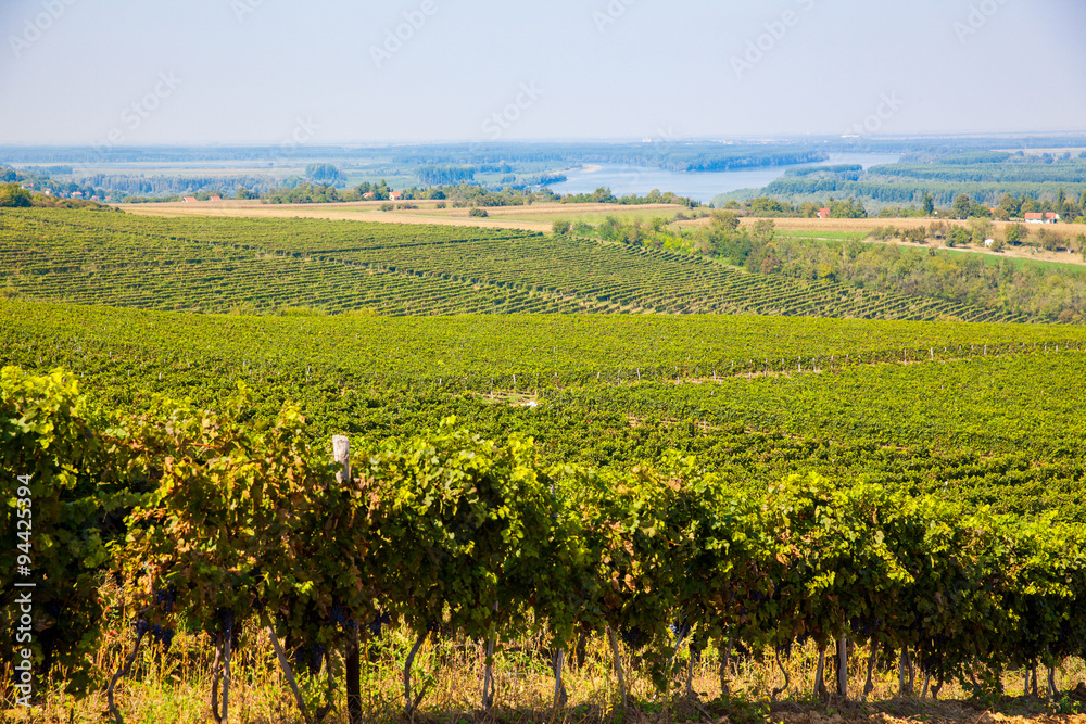 Vineyard