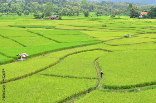 Countryside cornfield at Thailand