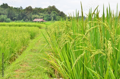 Countryside cornfield at Thailand