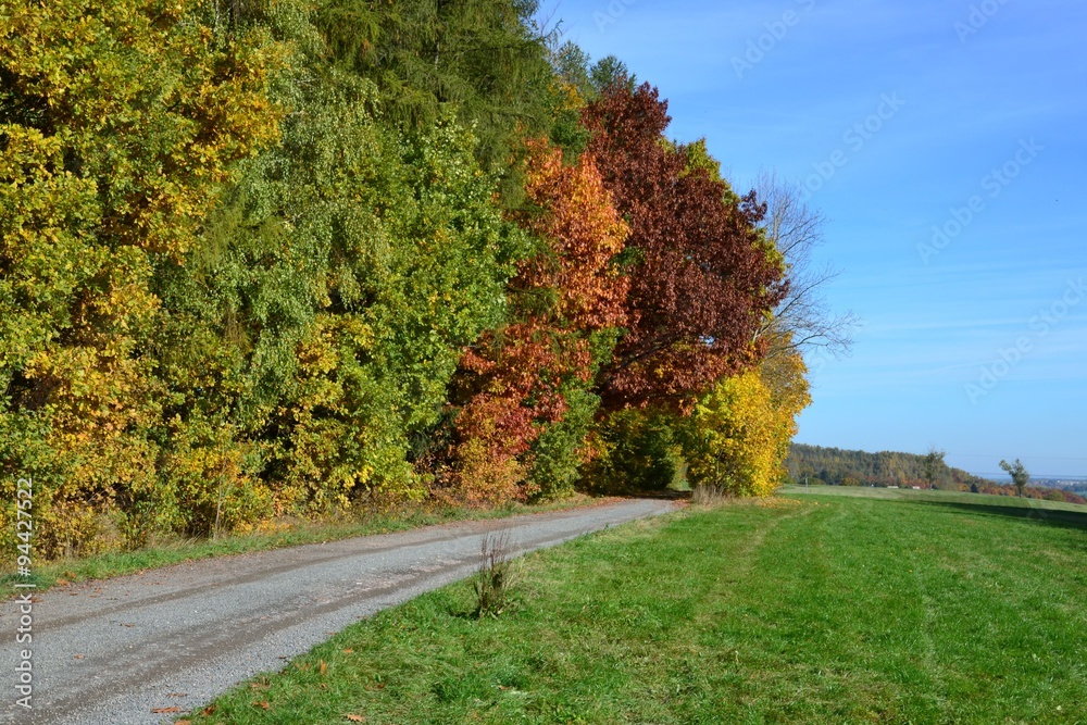 Naklejka premium Weg unter Herbstbäumen