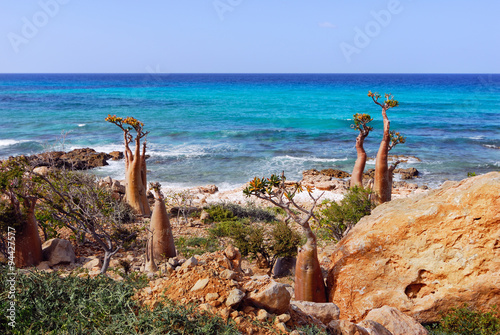 Socotra endemics