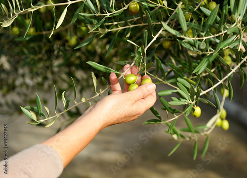 Selective collection of olives in the olive photo