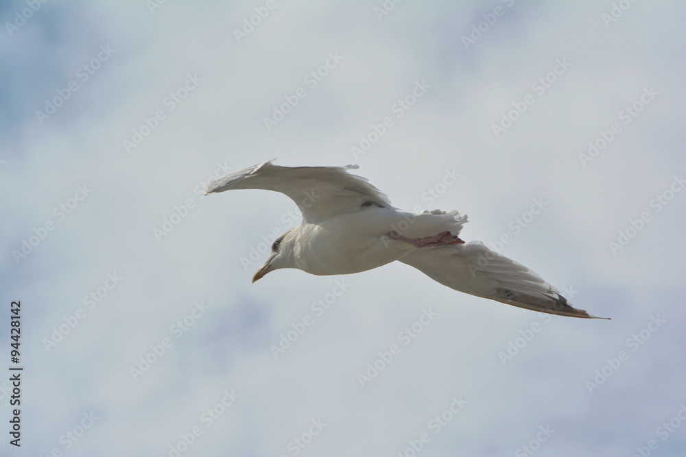 Möwe segelt im Gegenwind Möwe segelt im Gegenwind