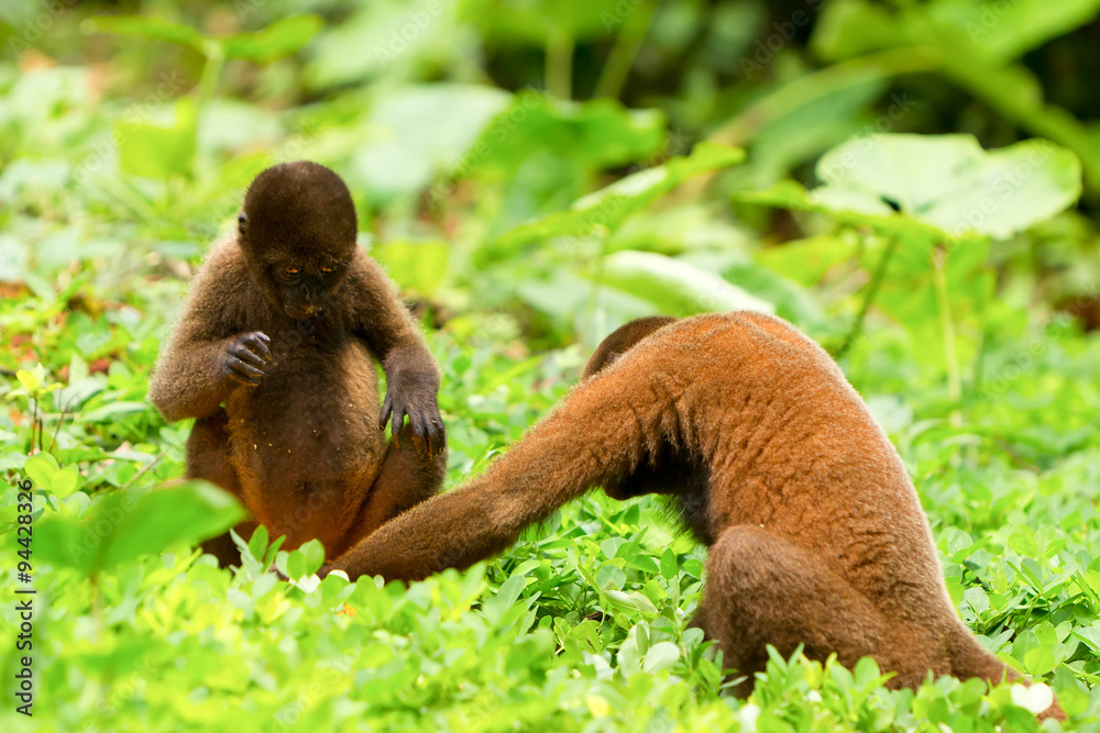 male and female adult monkeys treating about sexual issues colour ...