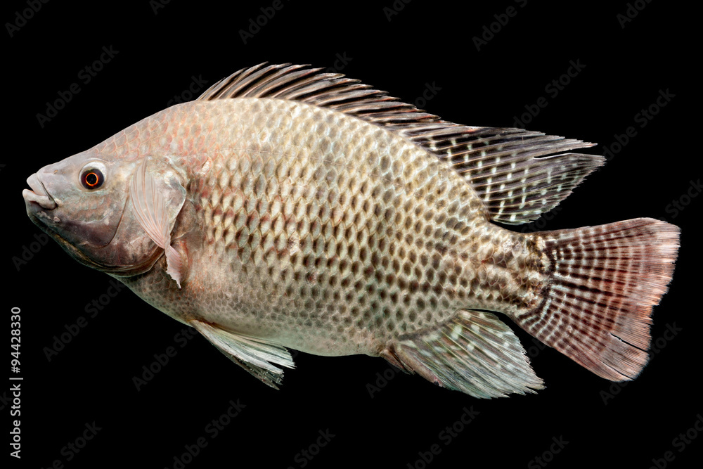 tilapia oreochromis mossambicus mozambique tilapia oreochromis mossambicus isolated on black