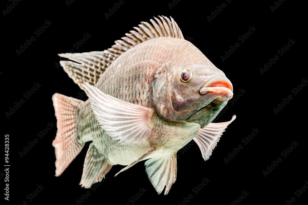 java tilapia -fotos und -bildmaterial in hoher... tilapia fish swimming aquaculture nile cichlids mozambique tilapia ...