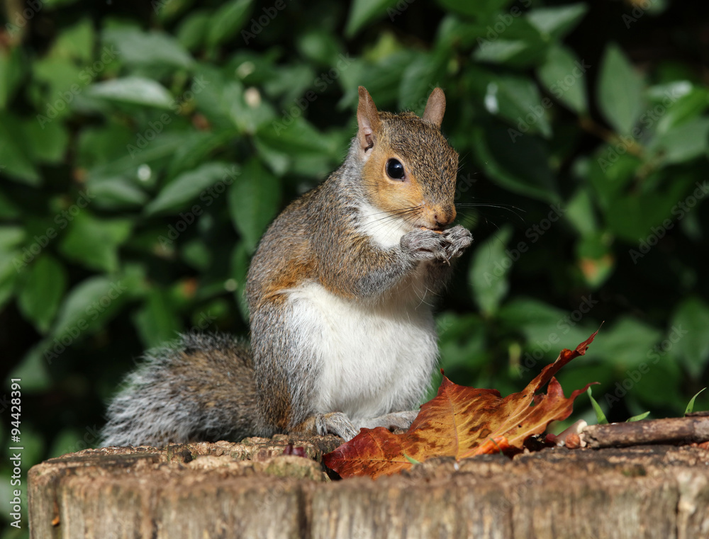 Fototapeta premium Close up of a grey squirrel on a tree trunk eating nuts