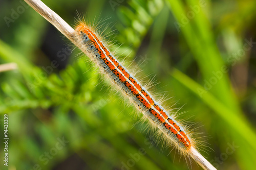 Ground Lackey Malacosoma castrensis photo