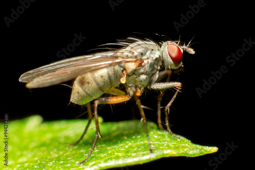 True flies,belonging to the order Diptera,are insects with only one pair of wings,making them distinct from other winged insects.