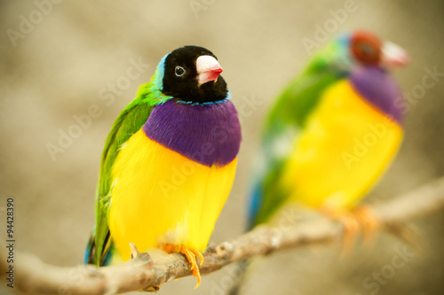 A vibrant yellow canary finch perched on a black branch with a golden background, its white feathers contrasting beautifully.