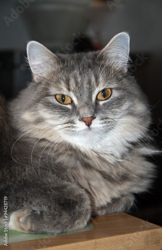 Grey fluffy tabby cat © shiler_a