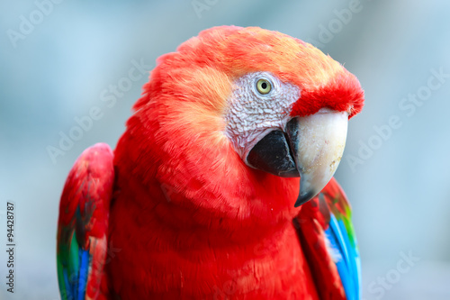 A vibrant scarlet macaw with a colorful face perched in the lush forest of Peru, Nicaragua, Panama or Brazil. A beautiful pet bird from the Ara family.