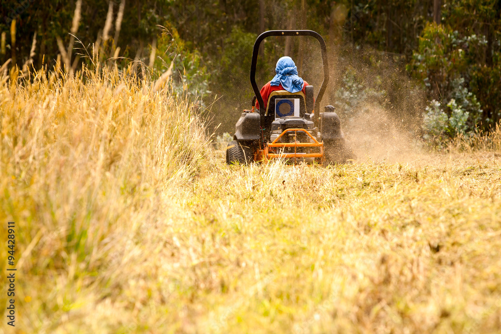 Obraz premium A person on a riding lawn mower cuts through a field of tall dry golden grass, kicking up dust in a rural outdoor setting, a scene of yard maintenance and landscaping work on a sunny day.
