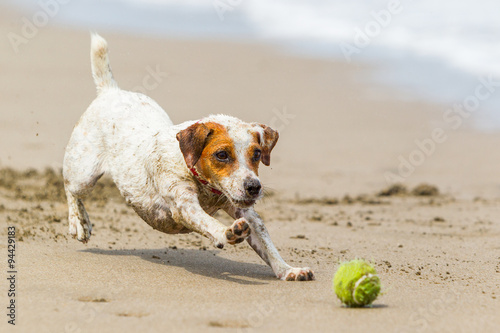 A playful dog in motion, captured mid-jump in this action shot. The image is frozen in time, but the dog's energy is palpable even at a stop.