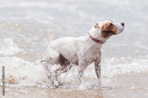 Happy dog playing joyfully in the refreshing ocean waves,experiencing pure bliss and creating unforgettable memories.