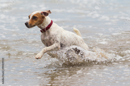 Experience pure joy as you witness a happy dog sprinting at full speed along the picturesque beach. © Ammit